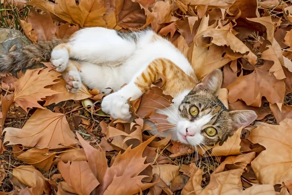 Unsere Süßen Freunde Katzen Der Natur — Stockfoto