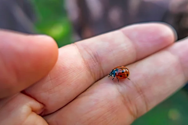 Close Ladybird Hand — Stock Photo, Image