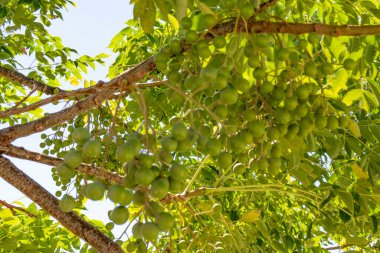 doğada sabun ağacı ve yeşil yaprakları kapatın.