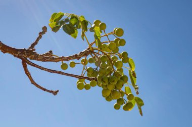 doğada sabun ağacı ve yeşil yaprakları kapatın.