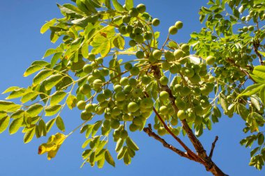doğada sabun ağacı ve yeşil yaprakları kapatın.