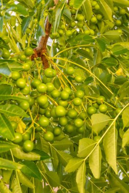 doğada sabun ağacı ve yeşil yaprakları kapatın.