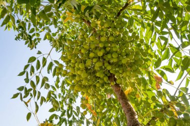 doğada sabun ağacı ve yeşil yaprakları kapatın.