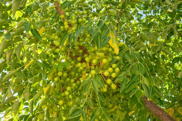 Close Soapberry Tree Green Leaves Nature — Stock Photo, Image