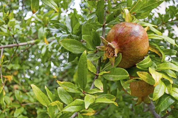 Granatapfelbaum Und Früchte Aus Nächster Nähe Der Natur — Stockfoto