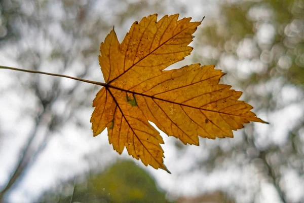秋の紅葉を自然に閉じ込め — ストック写真