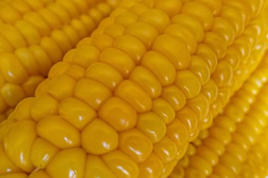 Haşlanmış mısır koçanı yemeye hazır.