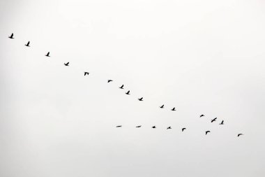 Gökteki göçmen kuşlar