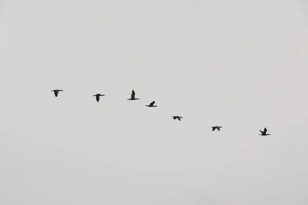 Oiseaux Migrateurs Dans Ciel — Photo