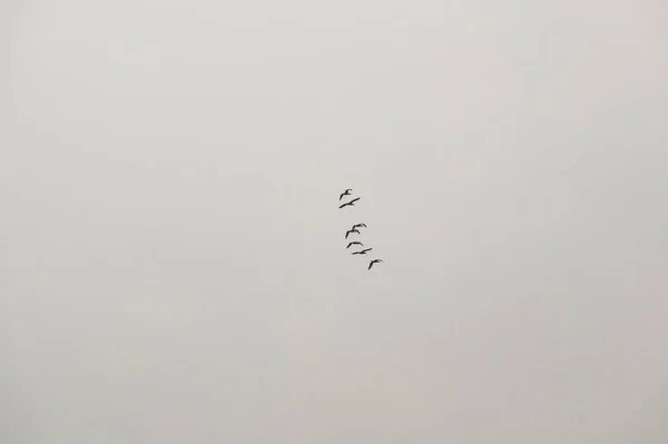 Aves Migratorias Cielo — Foto de Stock