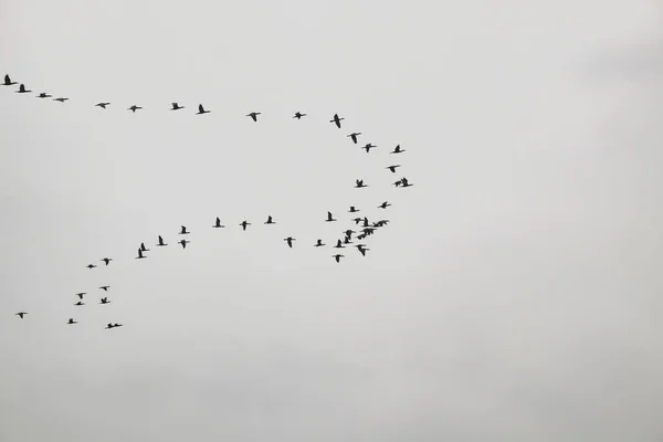 Oiseaux Migrateurs Dans Ciel — Photo