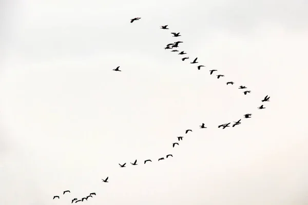 Aves Migratórias Céu — Fotografia de Stock