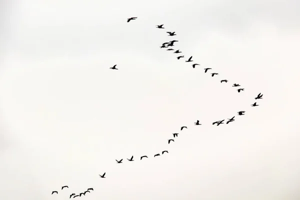 Gökteki göçmen kuşlar