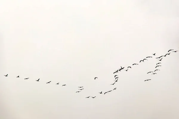 Aves Migratórias Céu — Fotografia de Stock