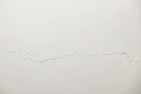 Aves Migratórias Céu — Fotografia de Stock