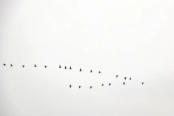 Aves Migratórias Céu — Fotografia de Stock