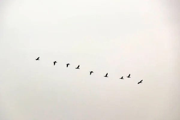 Oiseaux Migrateurs Dans Ciel — Photo