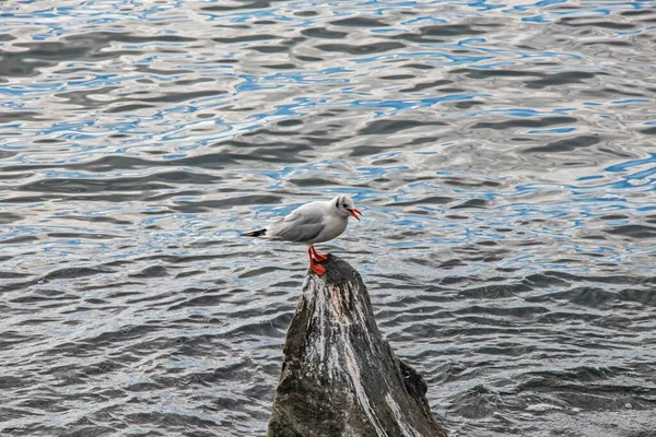 Gaviotas Sobre Rocas Mar — Foto de Stock