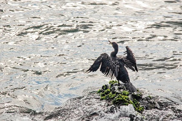 Kormoran Auf Klippen Meer — Stockfoto