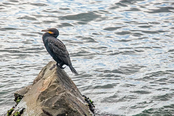 Skarv Klippor Havet — Stockfoto