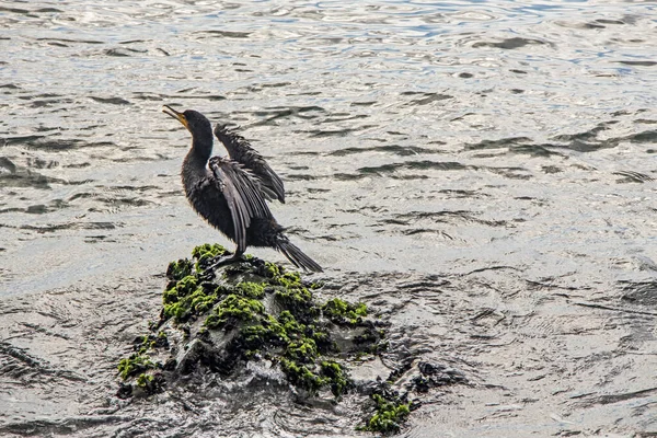 Cormorán Los Acantilados Mar — Foto de Stock