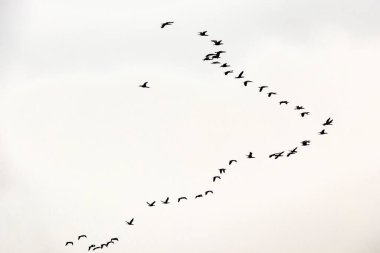 Gökteki göçmen kuşlar