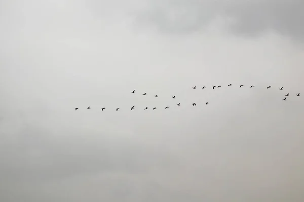 空を飛ぶ鳥たち — ストック写真