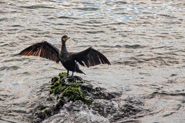 Denizin kayalıklarında karabatak
