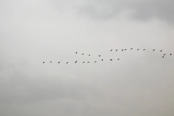 Stěhovaví Ptáci Obloze — Stock fotografie