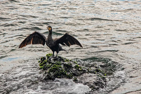 Skarv Klippor Havet — Stockfoto