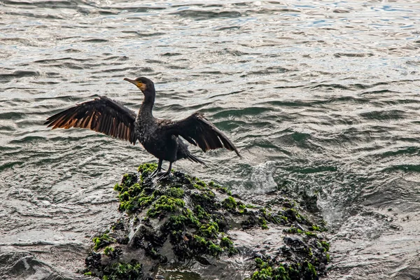 Cormorán Los Acantilados Mar — Foto de Stock