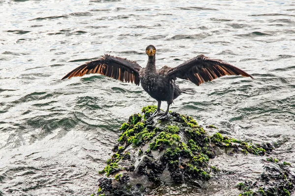 Cormorant Cliffs Sea — Stock Photo, Image