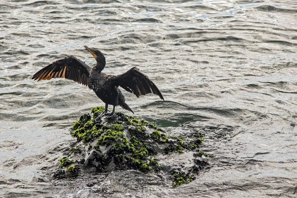 Cormorant Cliffs Sea — Stock Photo, Image