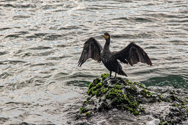 Cormorán Los Acantilados Mar — Foto de Stock