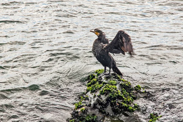 Kormoran Auf Klippen Meer — Stockfoto