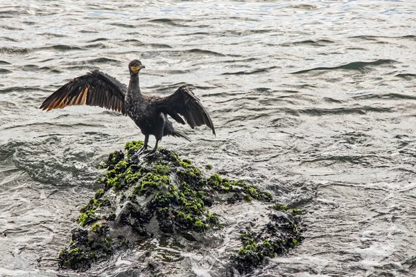 Cormorant Cliffs Sea — Stock Photo, Image