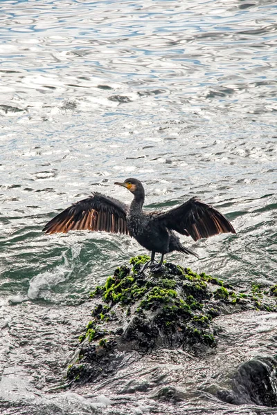 Cormorano Scogliere Nel Mare — Foto Stock