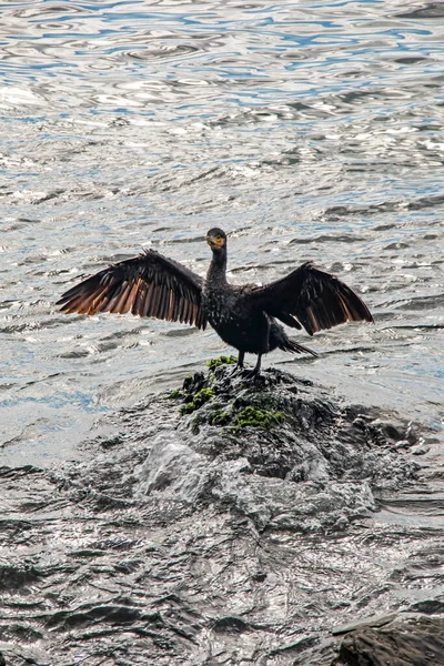 Cormorano Scogliere Nel Mare — Foto Stock