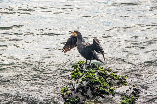 Cormorano Scogliere Nel Mare — Foto Stock