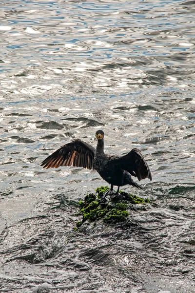 Kormoran Auf Klippen Meer — Stockfoto