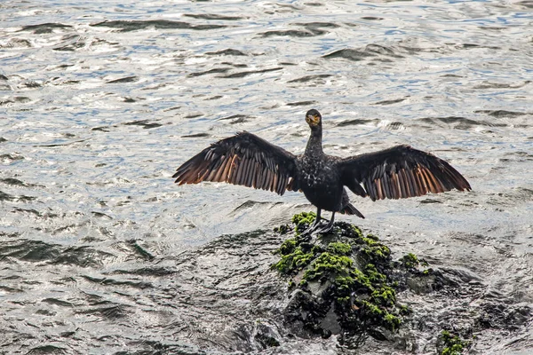 Kormoran Auf Klippen Meer — Stockfoto