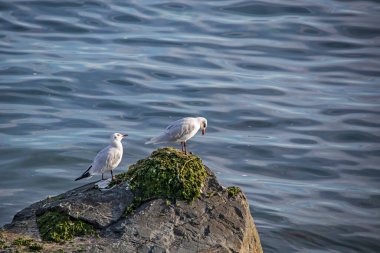 Doğada deniz manzarası ve martılar