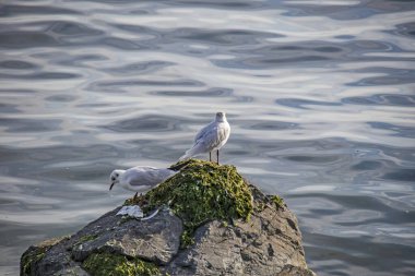 Doğada deniz manzarası ve martılar