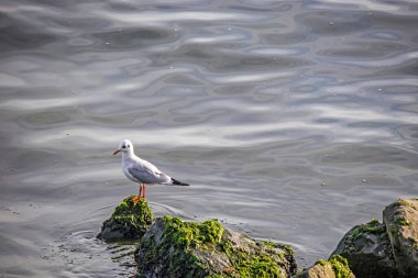 Doğada deniz manzarası ve martılar