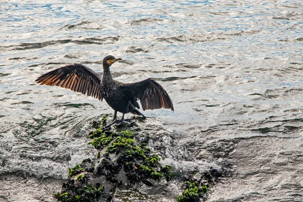 Kormoran Auf Klippen Meer — Stockfoto