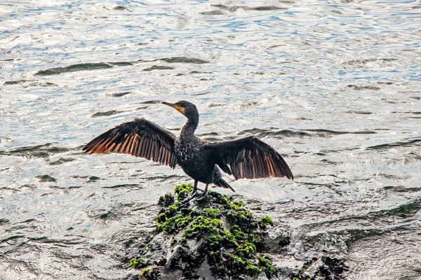 Kormoran Auf Klippen Meer — Stockfoto