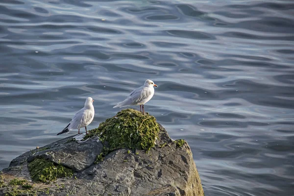 Meerblick Und Möwen Der Natur — Stockfoto