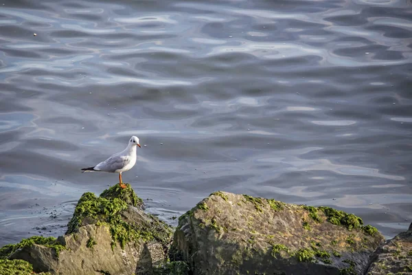 Meerblick Und Möwen Der Natur — Stockfoto