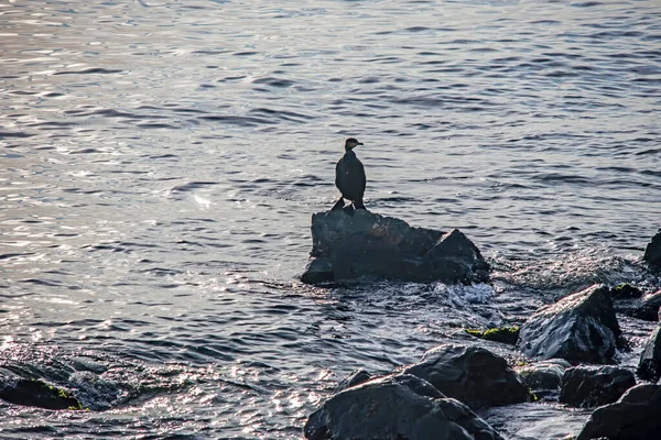 Kormoran Auf Klippen Meer — Stockfoto