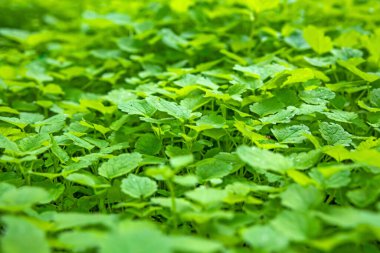  Doğadaki yeşil yaprakları kapat